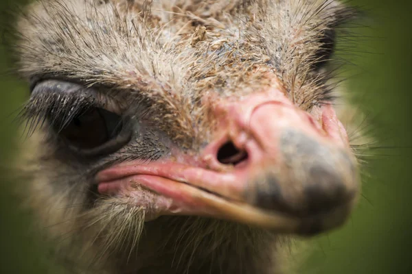 Крупный план страуса, смотрящего в камеру — стоковое фото