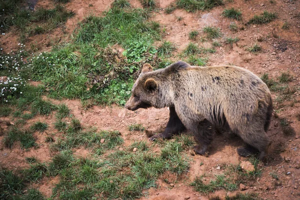 Brown bear walking — Stock Photo, Image