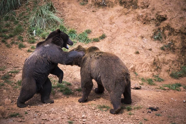 Two bears playing — Stock Photo, Image