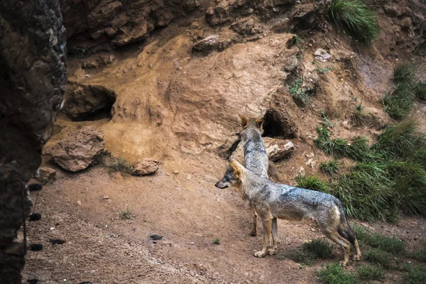 Loups veiller sur leur territoire — Photo