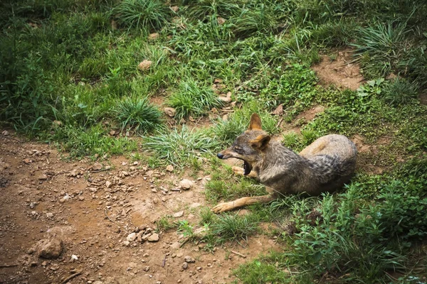 Loup ibérique bâillant — Photo