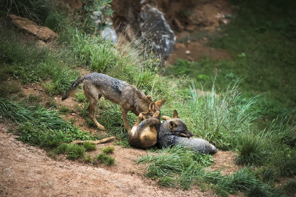 Groupe de loups ibériques jouant — Photo