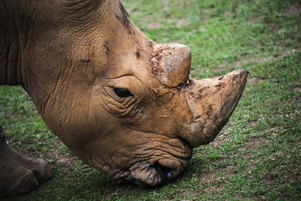 Gros plan d'un rhinocéros — Photo