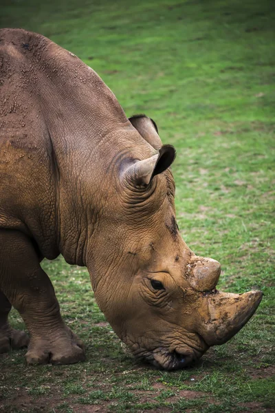 Perfil de um rinoceronte pastando — Fotografia de Stock