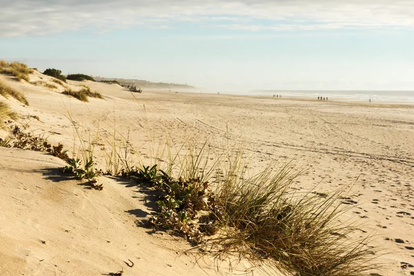 Spiaggia in inverno con nebbia e dune di sabbia — Foto Stock