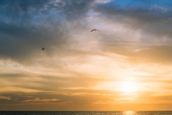 Gulls Flying Sea Spectacular Cloudy Sky Sunset Freedom Concept Copy — Stock Photo, Image