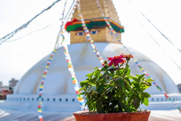 Krásná květina v květináči před Boudhanath Stupa — Stock fotografie