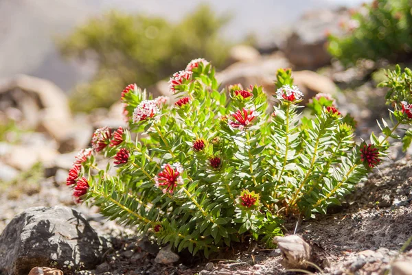 Fond de fleur de printemps. Rhodiola intergrifolia Raf. Photo de stock . — Photo