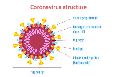 Coronavirus virion yapı diyagramı. Stok vektör illüstrasyonu.