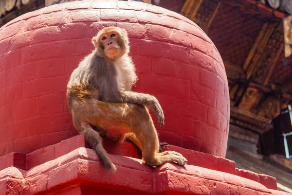 Monos que viven en el templo de los Monos en Katmandú, Nepal —  Fotos de Stock