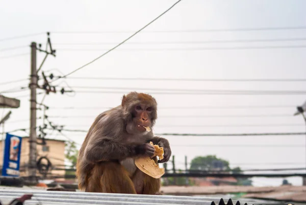 Scimmia mangiare chapati pancake sul tetto — Foto Stock