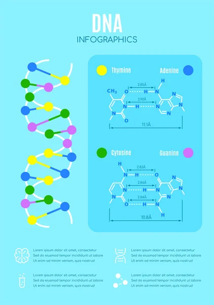Структура ДНК и нуклеотидная база, инфографика образовательного вектора — стоковый вектор