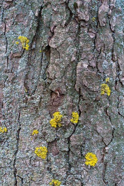 Textura Relevo Casca Uma Árvore Com Musgo Verde Líquen Fundo — Fotografia de Stock