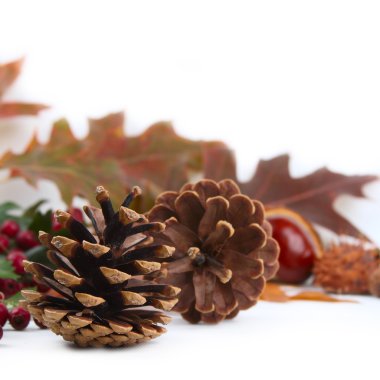 koniler ile sonbahar arka plan