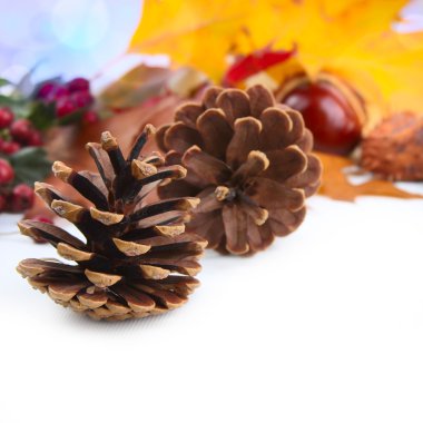 koniler ile sonbahar arka plan