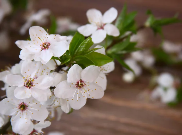 Beautiful cherry blossoms — Stock Photo, Image