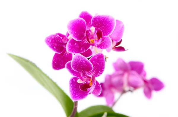 Il ramo delle orchidee su sfondo bianco — Foto Stock