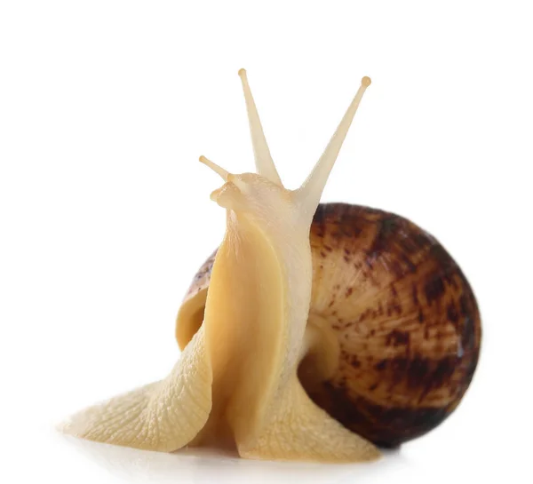 白色背景上的蜗牛 ahatina — 图库照片