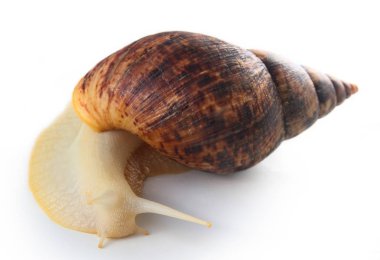 Beyaz arka plan üzerinde izole büyük salyangoz ahatina