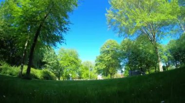 Güzel yeşil park açık hava güneşli gün