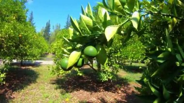 Limon ağacı güneşli yaz yaşamı