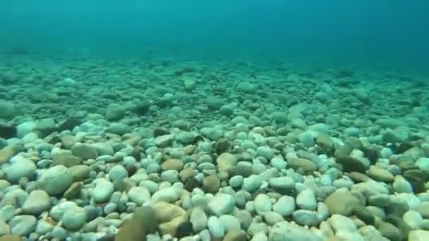 Cena Subaquática Incrível Mar Azul — Vídeo de Stock