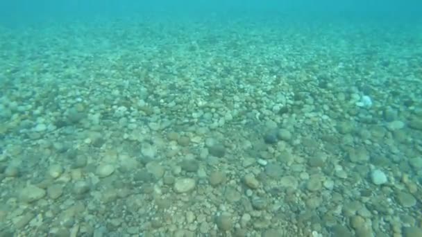 Cena Subaquática Incrível Mar Azul — Vídeo de Stock