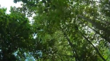 Havadaki ağaçlar, muhteşem ağaçların altında yürümek, temiz hava, resim gibi doğa.