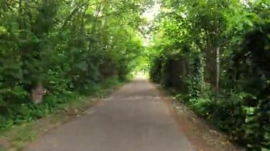 Havadaki ağaçlar; muhteşem ağaçların altında yürümek; temiz hava; resimsel doğa