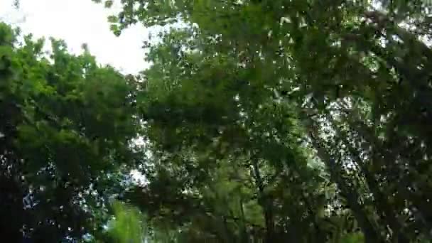 Arbres en l'air, marche sous les arbres étonnants, air frais, nature pittoresque 