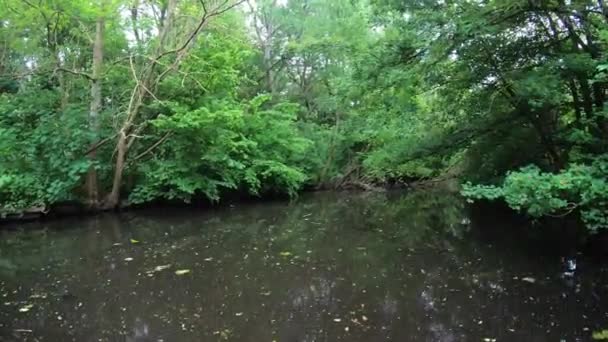 Hermosa Naturaleza Parque Verde — Vídeos de Stock