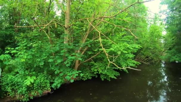 Hermosa Naturaleza Parque Verde — Vídeos de Stock