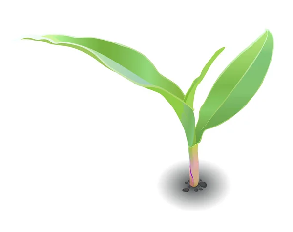 Mısır yaprakları topraklarında küçük Fideler