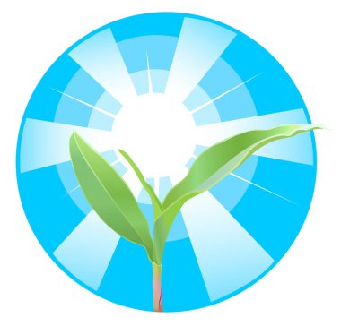 Güneş ışınları arka plan üzerinde mısır tohumu