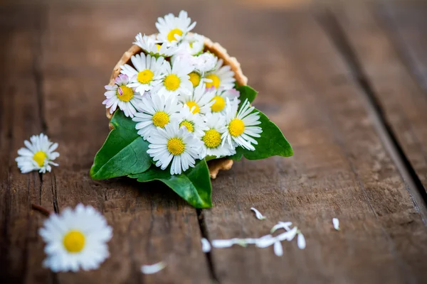 Daisies in Felle Cone — стоковое фото