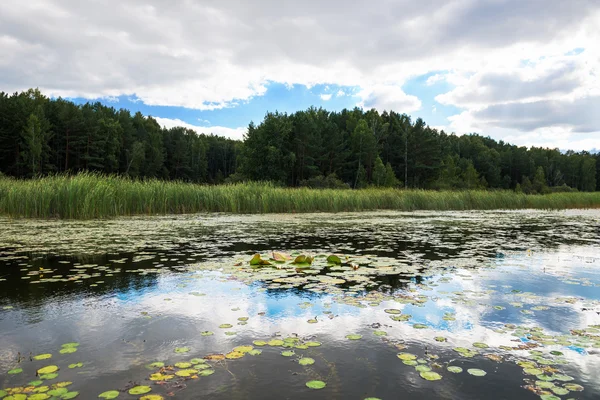 Лес, озеро и голубое небо — стоковое фото