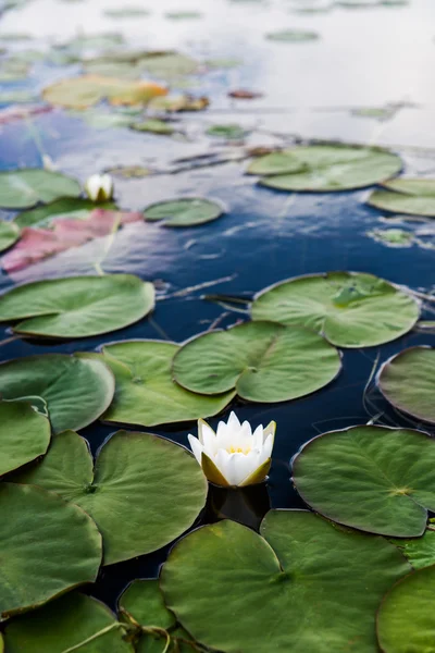 White Water Lilies Stock Image