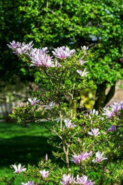 Manolya ağacı çiçek açan çiçekler ile