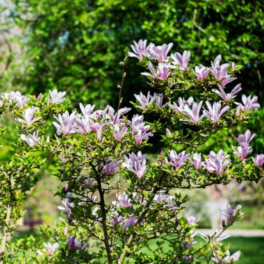 Manolya ağacı çiçek açan çiçekler ile
