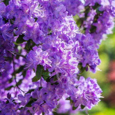  İlkbaharda kamu İngiliz Bahçesi