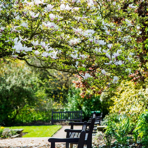 Magnolia Árbol con flores en flor — Foto de Stock