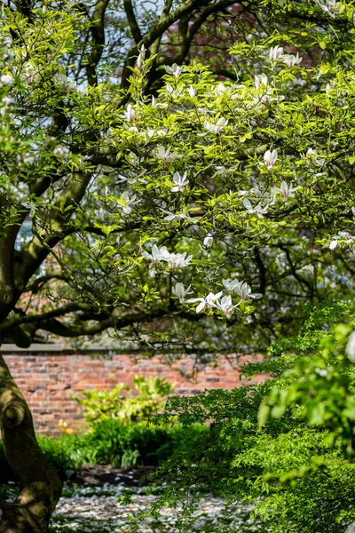 Magnolia Árbol con flores en flor —  Fotos de Stock