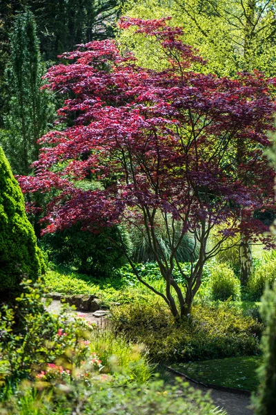 공공 영어 정원에서 봄 날 — 스톡 사진