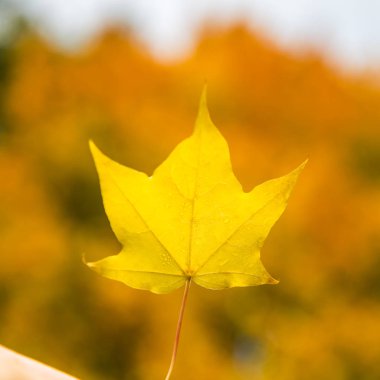 Sarı yaprakları ile sonbahar ağaçlar