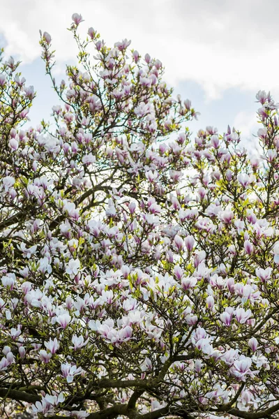 Árbol de Magnolia Rosa o Morado con Flores Florecientes — Foto de Stock