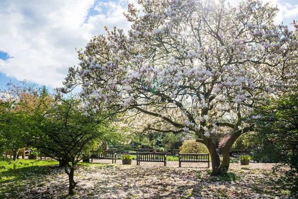 Pink or Purple Magnolia Tree with Blooming Flowers — Stock Photo, Image