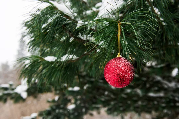 圣诞装饰在雪林 — 图库照片