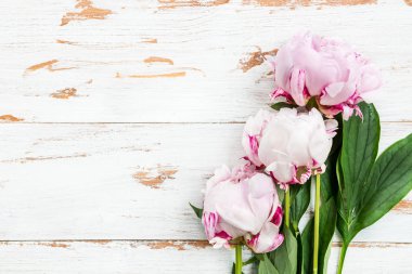 Taze pembe şakayıklar.