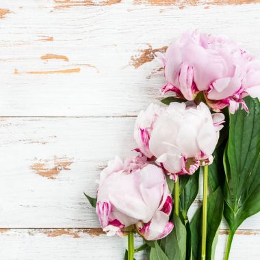 Taze pembe şakayıklar.