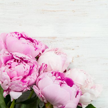 Taze pembe şakayıklar.